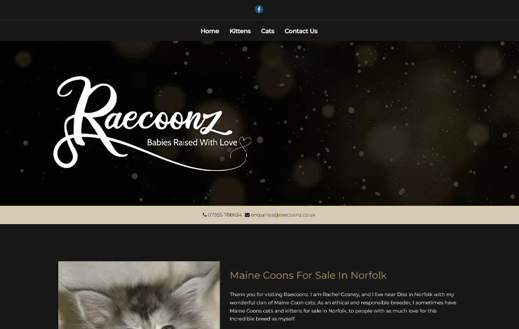 Website Design for Maine Coons for sale in Norfolk | Raecoonz