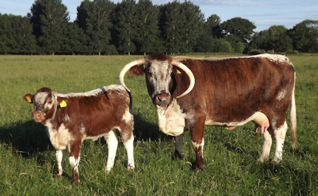 english longhorn cattle