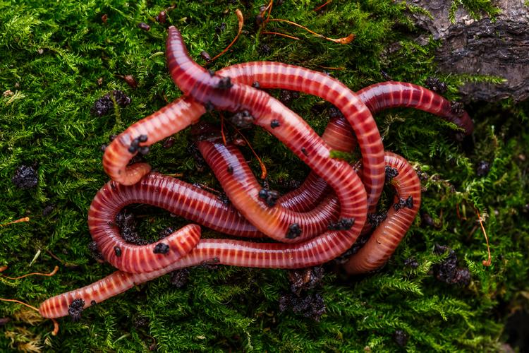 Would you eat a worm? Would you eat a worm? A question I asked the team…